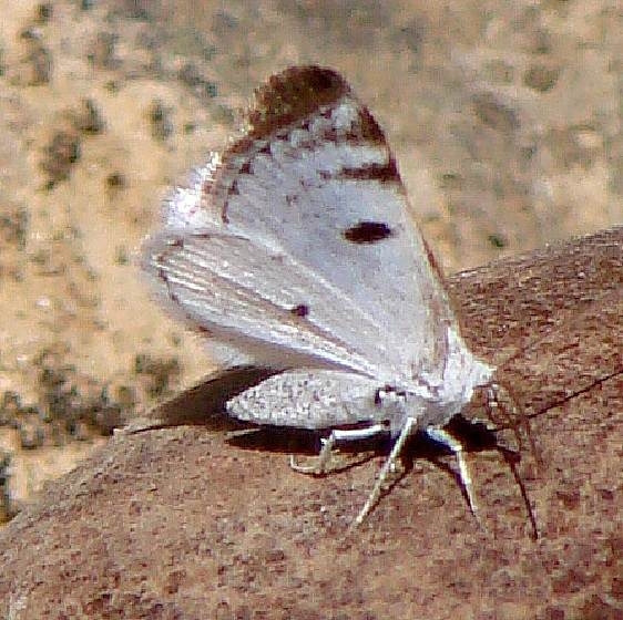 6666 Blueish Spring Moth Shawnee State Forest 4-10-10 (1)_opt