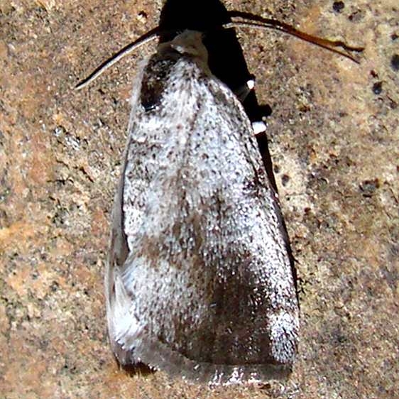 6666 Blueish Spring Moth Shawnee State Forest 4-10-10 (3)_opt