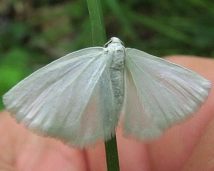 6667 White Spring Moth Lobdell Preserve Licking Co Oh 5-6-13