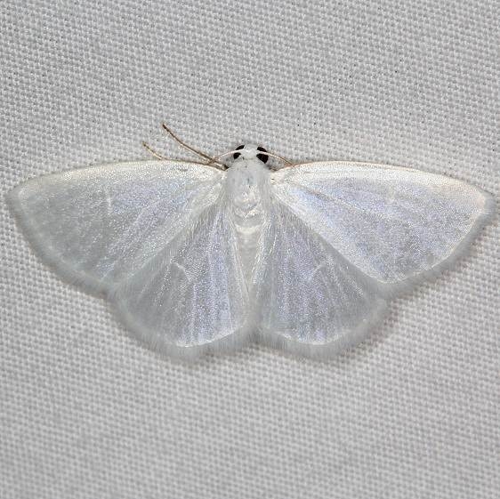 6667 White Spring Moth yard 5-9-15