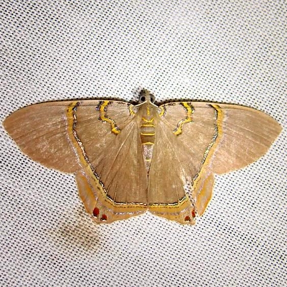 6671 Jeweled Satyr Moth CREW Fl 3-5-12