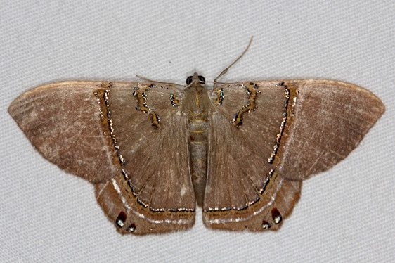 6671 Jeweled Satyr Moth Collier-Seminole St Pk 3-3-15