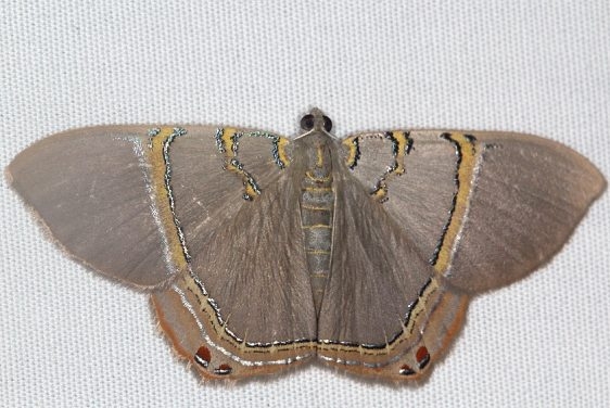 6671 Jeweled Satyr Moth Oscar Scherer St Pk Fl 2-25-17_opt