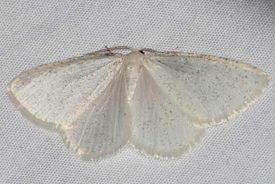 6678 Vestal Moth Mueller St Pk Colorado 6-19-17 (35)_opt