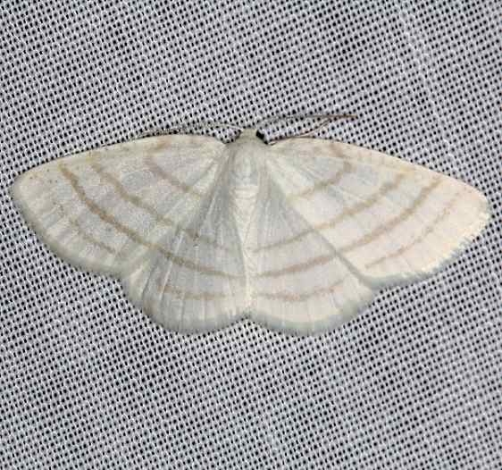 6680 Cabera quadrifasciaria Four-lined Cabera Moth Cumberland falls St Pk Ky 4-24-14