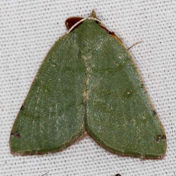 6700 Bicolored Chloraspilates Moth Campsite 119 Falcon St Pk Texas 10-23-16 (1)_opt
