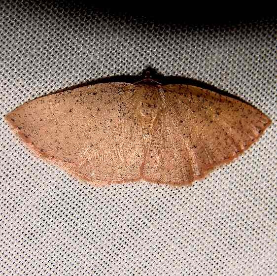 6711 Black-dotted Ruddy Moth Juniper Springs Ocala Natl 3-13-12