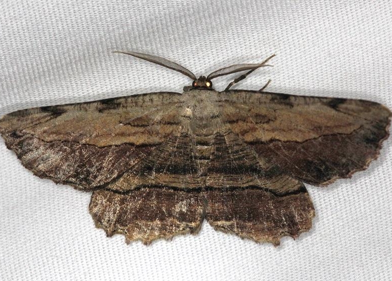 6720 Common Lytrosis Moth Shawnee St Pk Oh 6-15-13