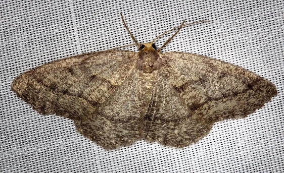 6892 Yellow-headed Looper Moth Carter Cave St Pk Ky 4-23-13