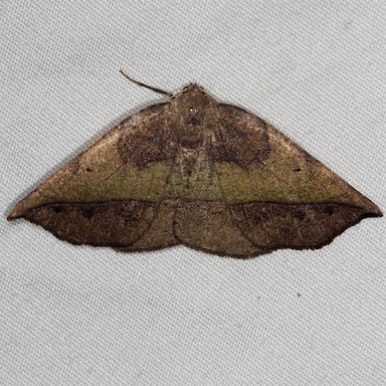 6933 Dark-edged Eusarca Moth Silver Lake Cypress Glenn Fl 3-19-15