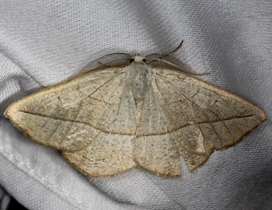 6941 Confused Eusarca Moth Shawnee St Pk Oh 6-14-13