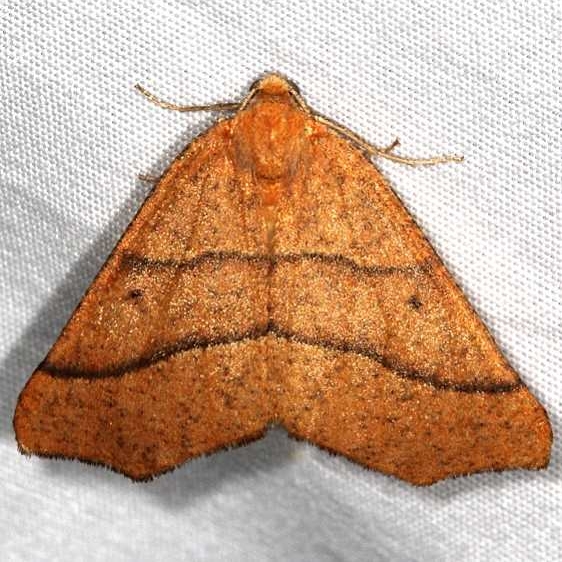 6954 October Thorn Moth Mesa Verde National Pk Colorado 6-9-17 (60)_opt