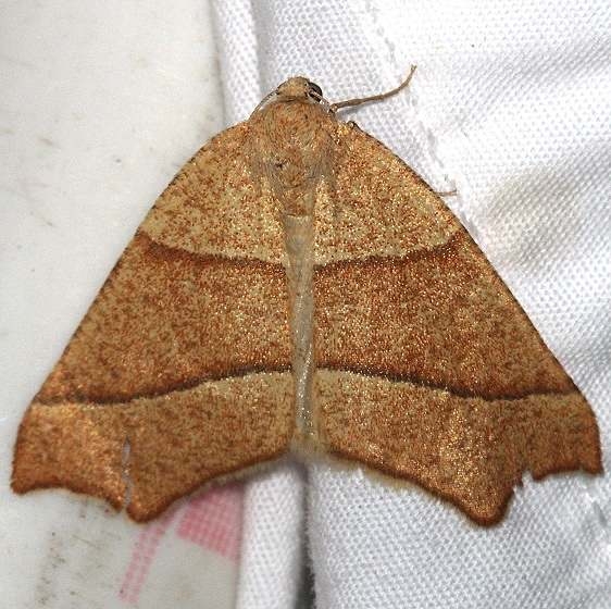 6954 October Thorn Moth Mueller St Pk Colorado 6-18-17 (233)_opt