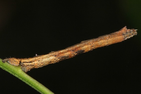 6963-4 Tetracis species White or-Yellow-Slant-line-caterpillar BG on Prickly Ash yard 9-5-19