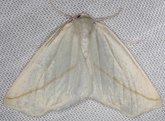 6964 White Slant-line Moth Thunder Lake Mich 6-21-13