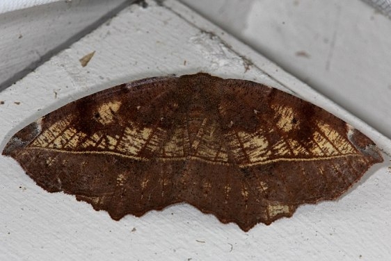6966 Curved-toothed Geometer Moth Faver-Dykes St Pk Fl 2-22-15