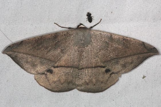 6967 Spurge Spanworm Moth Quarry Lake Everglades 2-28-15