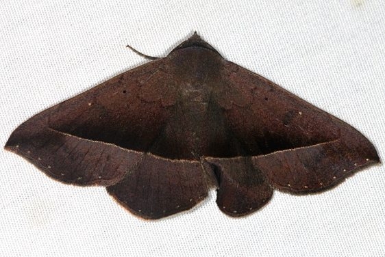 6974 Juniper Geometer Moth Favre Dykes State Park Fl 2-19-17_opt