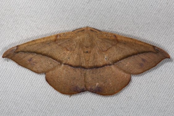 6982 Large Maple Spanworm Moth Silver Lake Cypress Glenn Fl 3-18-15