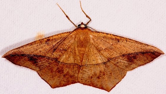 6982 Large Maple Spanworm Moth Village Creek St Pk Texas 11-7-13