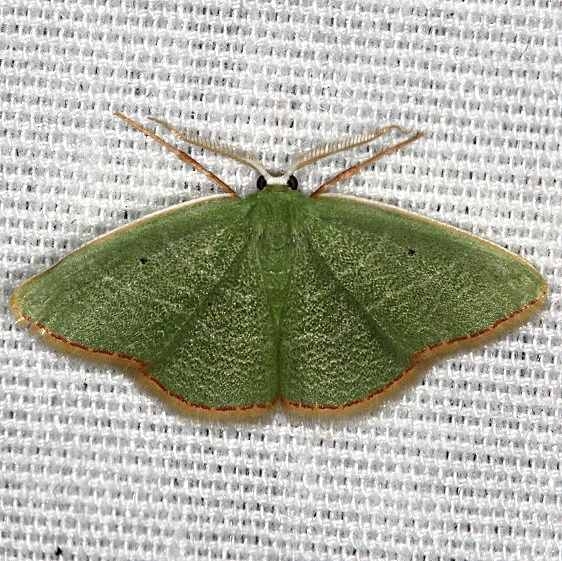 7029 Cypress Emerald Moth Hopkins Prairie Ocala Natl Forest Fl 9-26-18 (42)_opt