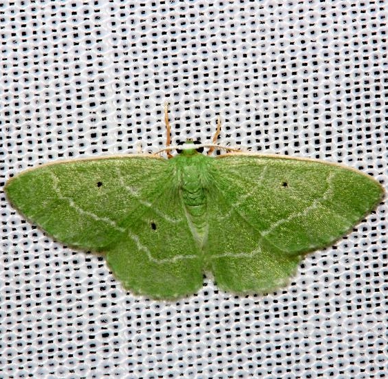 7029 Cypress Emerald Moth Mahogany Hammock Everglades Natl Pk 3-10-13
