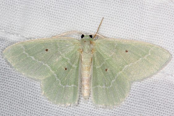 7029 Nemoria elfa Cypress Emerald Moth Dixon Springs Ill 10-6-20