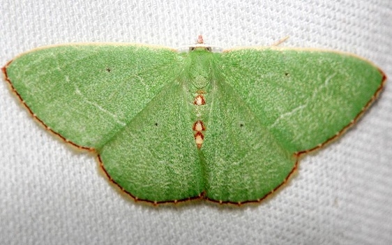 7033 Red-bordered Emerald Moth Lkae Kissimmee St Pk 2-28-13a