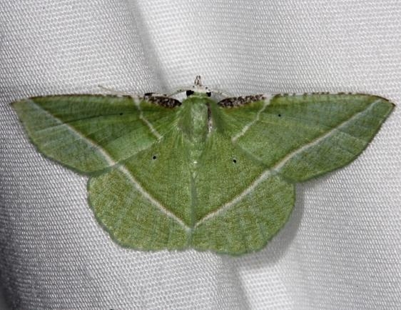 7053 Showy Emerald Moth Highland Hammock 3-4-14