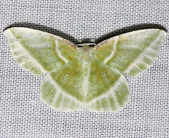 7053 Showy Emerald Moth Jenny Wiley St Pk 4-26-12