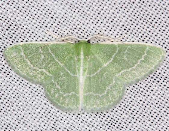 7058 Wavy-lined Emerald Moth yard 5-27-13