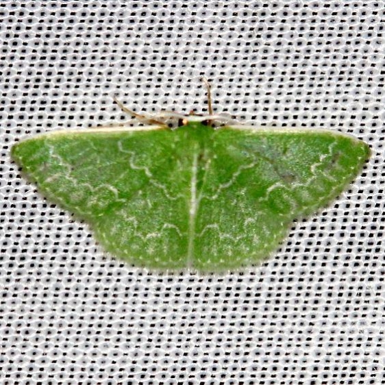 7059 Southern Emerald Moth Everglade Natl Pk Nike Missle Rd 3-5-13