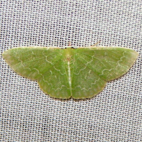 7059 Southern Emerald Moth Kissimmee Lake St Pk 2-23-12