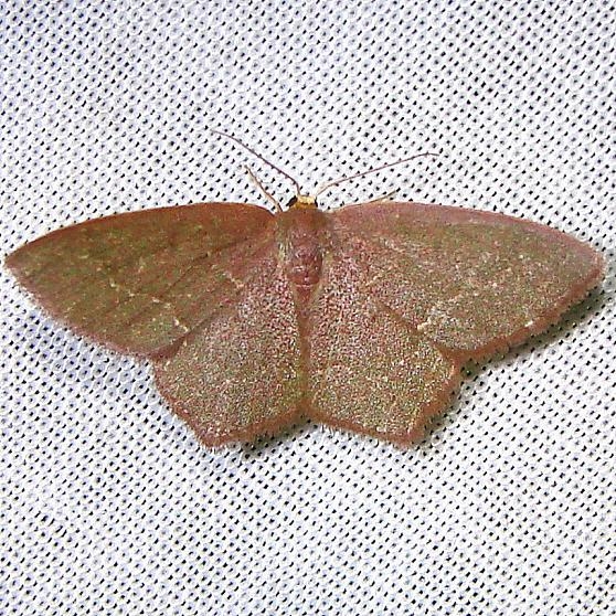 7075 Angle-winged Emerald Moth Juniper Springs Ocala Nat'l Forest Fla 3-13-12