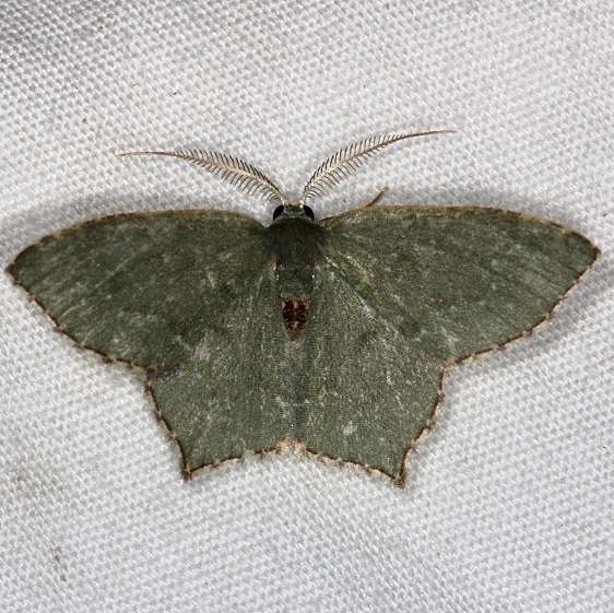 7075 Angle-winged Emerald Moth Silver Lake Cypress Glenn Fl 3-16-15