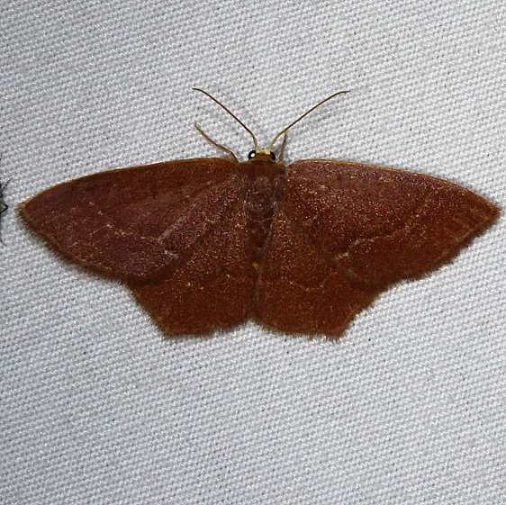 7075 Angle-winged Emerald Moth brown phase Osceola Natl Frt Ocean Pond Fl 3-24-15