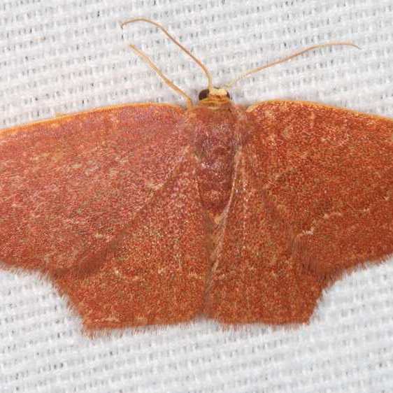 7084 Pistachio Emerald Moth Paynes Prairie Fl 3-14-21