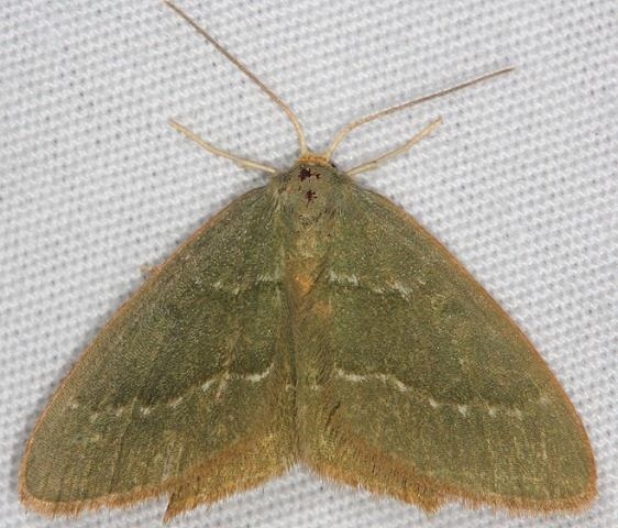 7084 Pistachio Emerald Moth Thunder Lake UP Mich 6-23-14