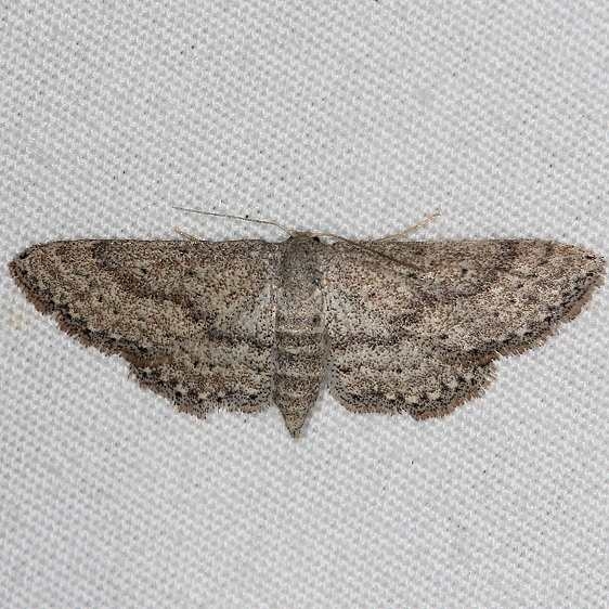 7094 Drab Brown Wave Moth Silver Lake Cypress Glenn Fl 3-19-15