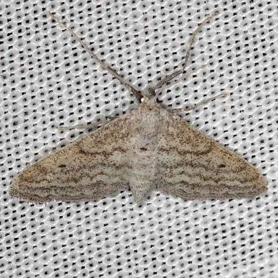 7097 Lobocleta plemyraria Straight-lined Wave Moth NABA Gardens Mission Texas 11-4-13