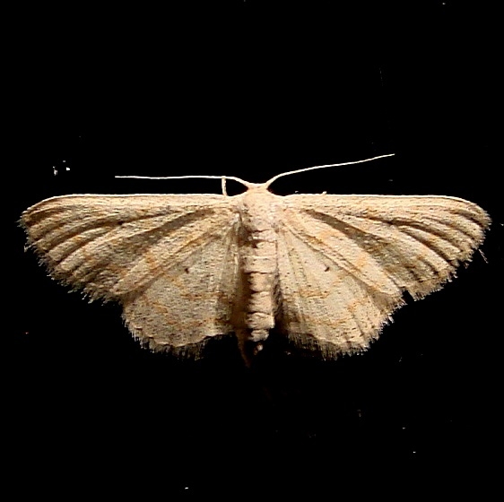 7100 Lobocleta peralbata Moth Ventana Canyon Resort Tucson Az 9-10-12