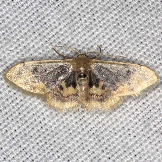 7105 Diminutive Wave Moth Burr Oak Cove Wayne Natl Forest Oh 8-5-18 (15)_opt
