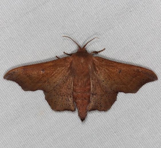 7659 Scalloped Sack-bearer Moth Silver Lake Cypress Glenn Fl 3-19-15