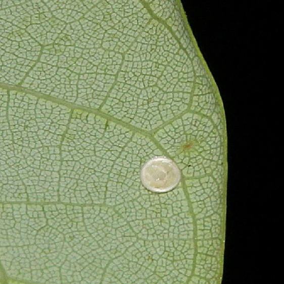 7663 Spotted Apalodes Moth egg Shawnee St Pk Oh 7-12-19