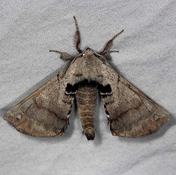 7663 Spotted Apatelodes Moth Burr Oak St Pk at lodge Oh 6-28-14