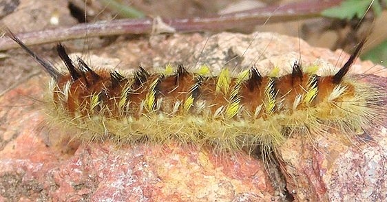7664 Apatelodes pudefacta Caterpillar Pategonia Arizona 9-9-12