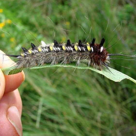 7664 Apatelodes pudefacta caterpillar Parker Canyon Lake 9-8-12