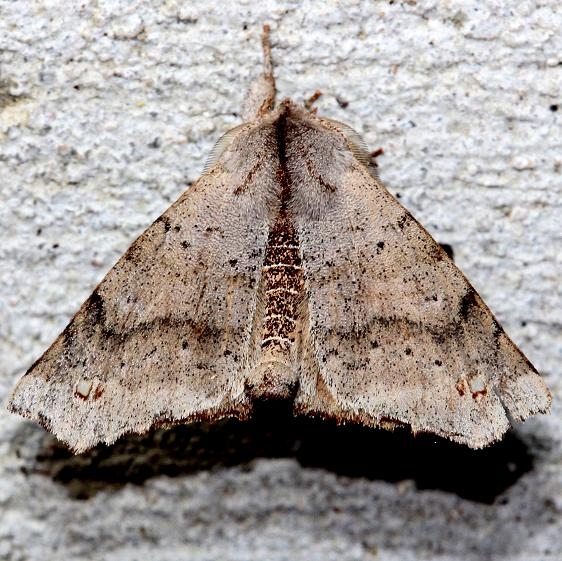 7665 Angel Moth Alexander Springs Ocala Natl Forest Fl 3-18-13