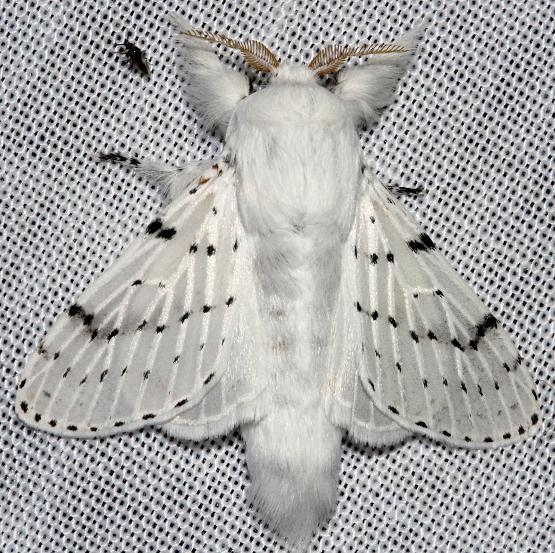 7683 Dot-lined White Moth Hidden Lake Everglades Natl Pk 3-9-13