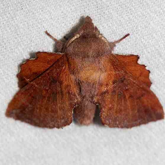 7686 Southern Lappet Moth Little Talbot Island St Pk 2-21-13